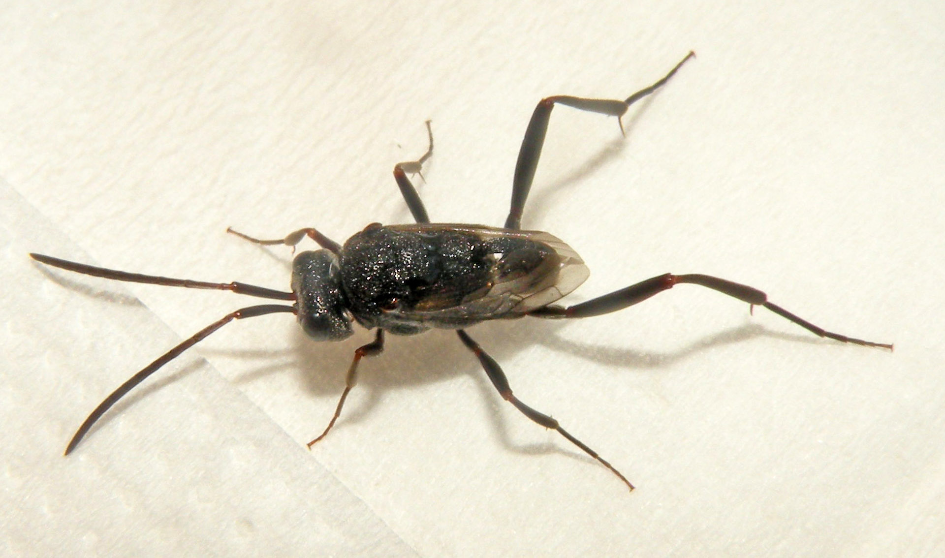 Evanidae dalla Turchia